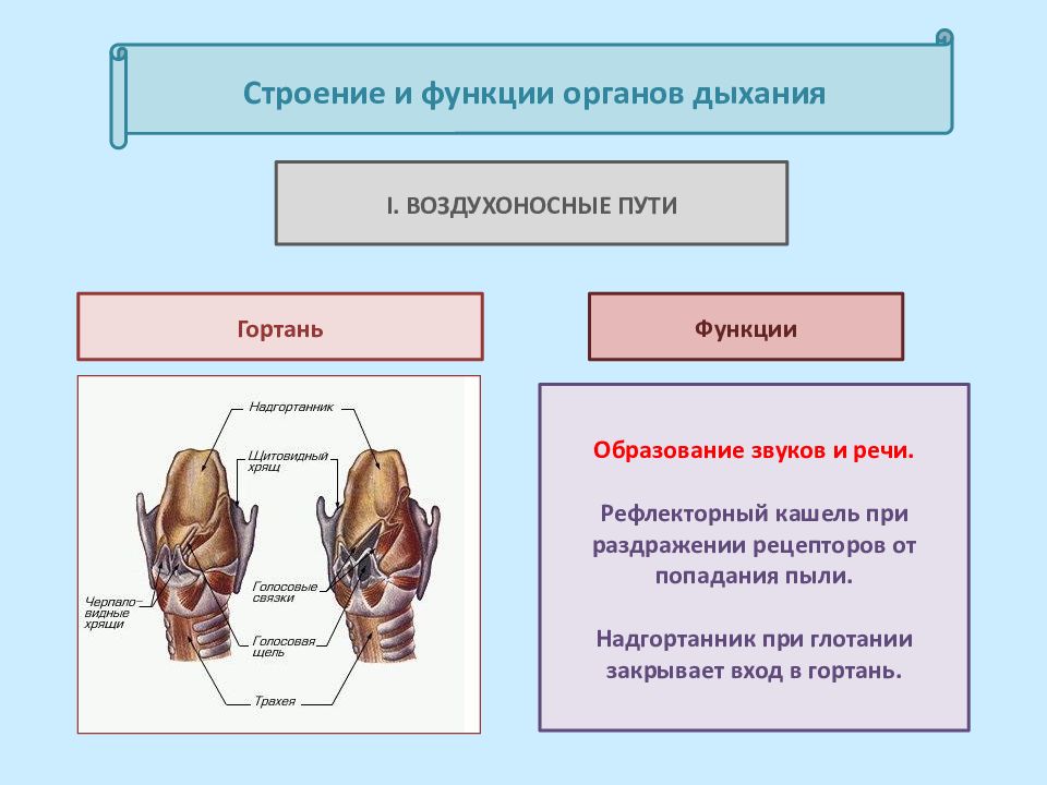 Функциональный орган. Гортань строение и функции. Органы дыхания гортань строение и функции. Функции гортани анатомия. Гортань выполняет следующую функцию.