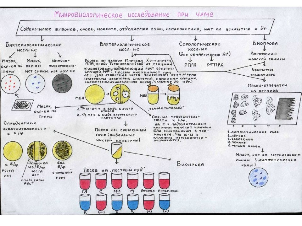 Схема микробиологического исследования