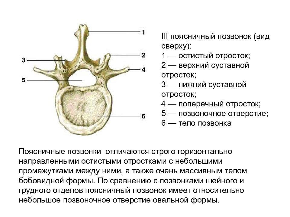 Позвонок. Строение позвонков поясичного отделаотдела. Поясничный позвонок анатомия на латыни. Поясничные позвонки анатомия животных. Поясничный отдепозвонок анатомия позвоночника.