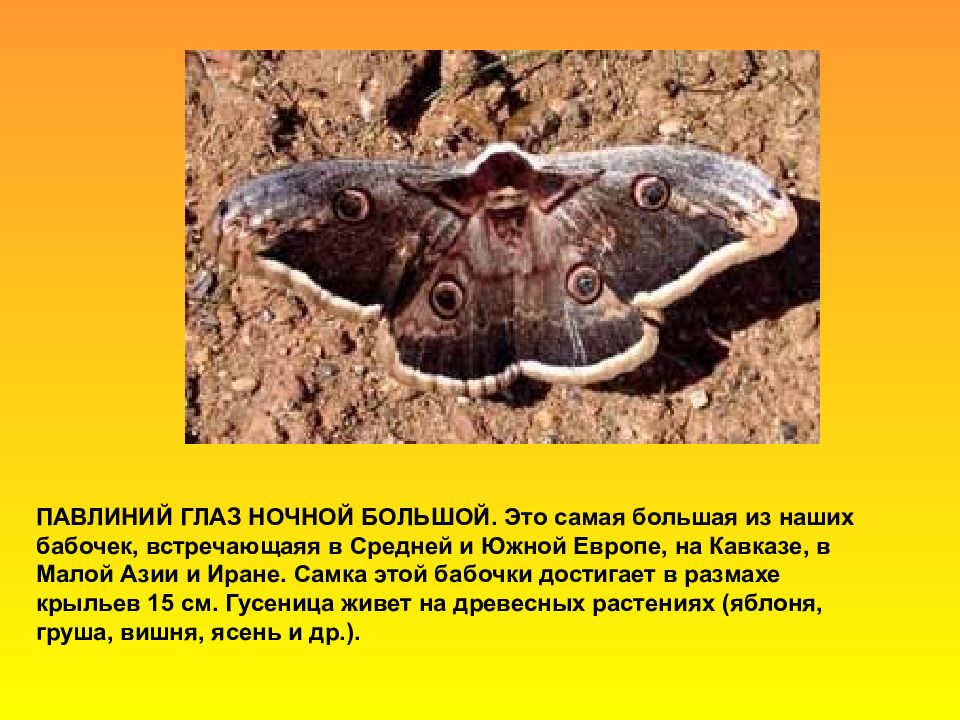 Ночной Павлиний Глаз Бабочка Фото