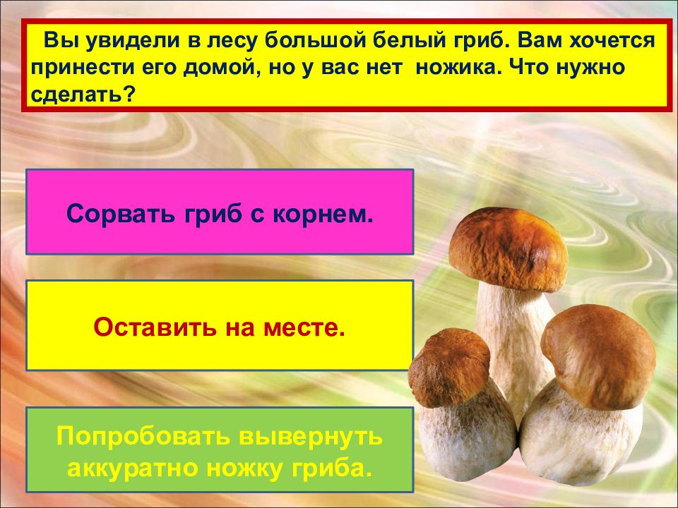 Экологические грибы. Экологическая группа белого гриба. Белый гриб с корнем. У гриба нет корней. Грибы сорванные.