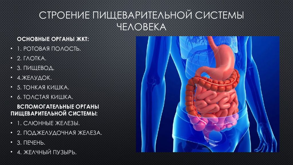 Фото желудочно кишечного тракта человека с надписями спереди строение