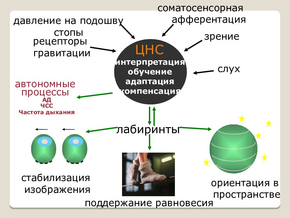 Автономные процессы. Рецепторы гравитации. Рецепторы стопы. Гравитация в технологическом процессе презентация.