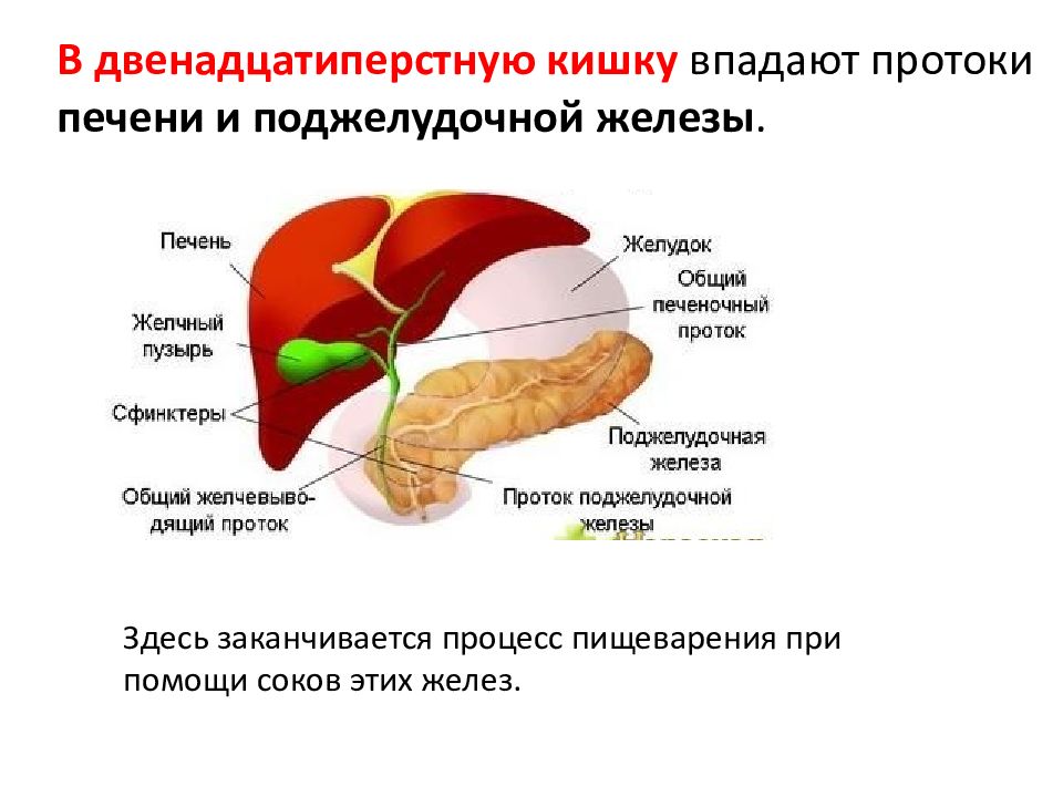 Печень поджелудка