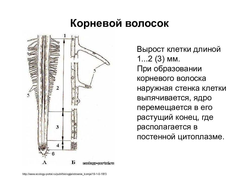 Корневые волоски – длинные выросты наружных клеток корня.. Строение корневого волоска. Клетка корневого волоска. Строение корневых волосков.