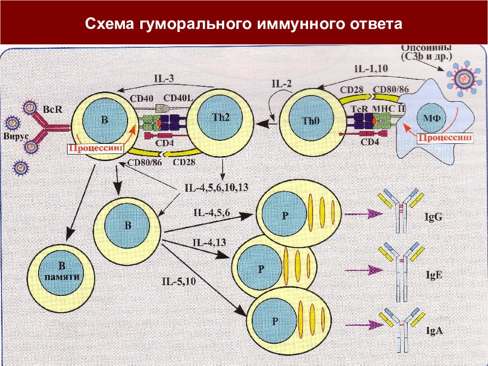 Презентация клеточный иммунный ответ