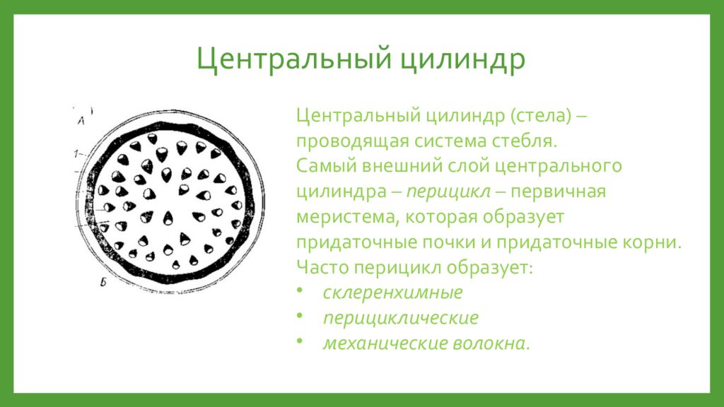 Первичное анатомическое строение стебля. Центральный цилиндр корня состоит из. Функции корня. Центральный осевой цилиндр. Срез корня перицикл.