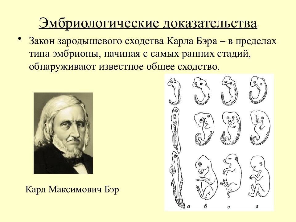 Эмбриологические доказательства. Закон Карла Бэра закон зародышевого сходства. Карл Бэр эмбриологические доказательства. Закон зародышевого сходства Карла Бэра. Эмбриологические доказательства эволюции Карла Бэра.