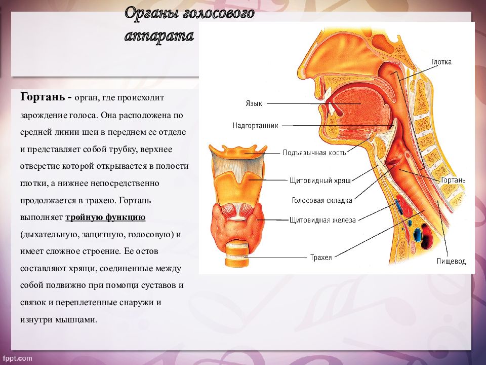 Схема горла и гортани человека