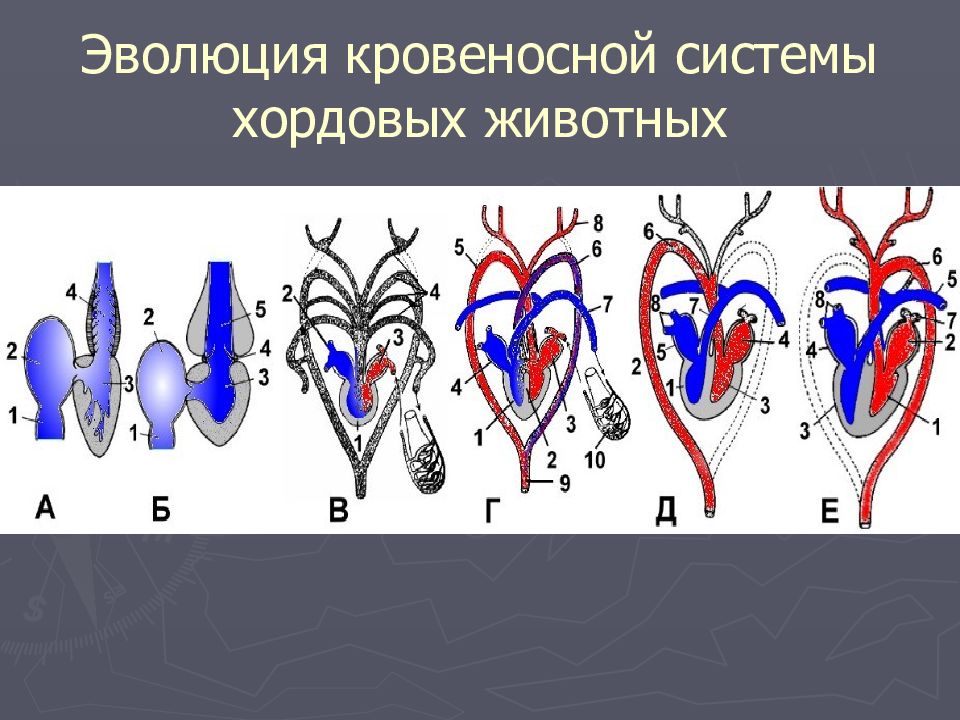 Эволюция пищеварительной и кровеносной системы. Эволюция кровеносной системы. Кровеносная система хордовых. Эволюция кровеносной системы у животных. Эволюция кровеносной системы хордовых.