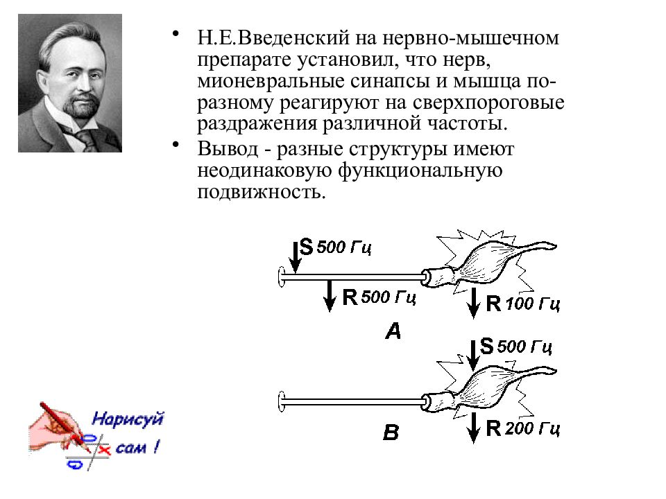 Раздражение мышцы. Введенский вклад в физиологию. Опыт прямого и непрямого раздражения мышцы. Прямое и Непрямое раздражение мышцы вывод. Введенский открытия в физиологии.