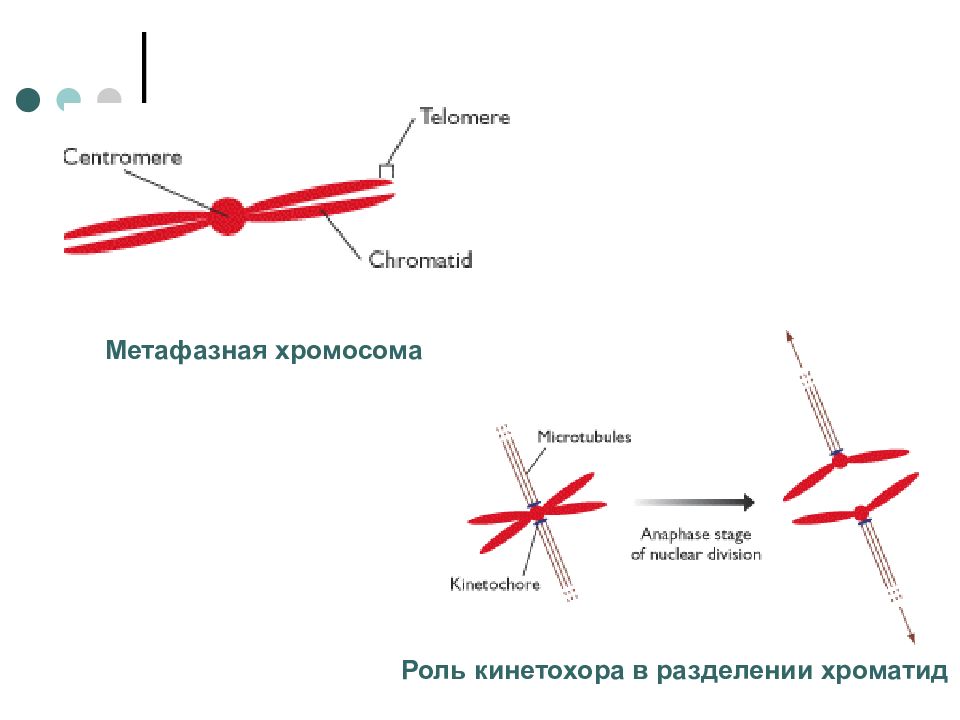 Метафазная хромосома. Разделение хромосом на хроматиды. Кинетохор хромосомы. Метафазная хроматида.